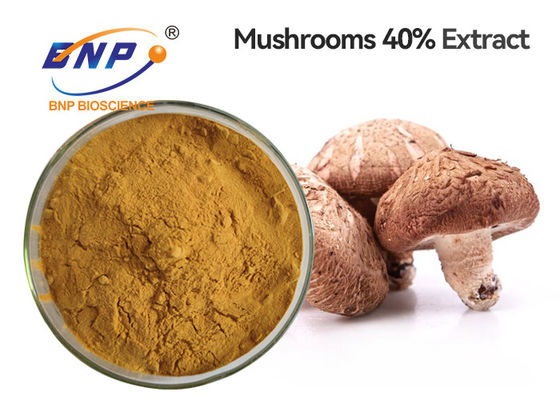 GMP Dried Shiitake Mushroom Extract Powder สีเหลืองน้ำตาล